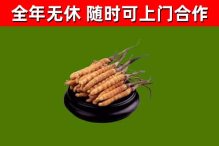 新罗烟酒回收冬虫夏草.jpg